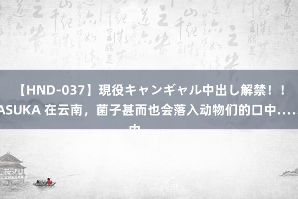 【HND-037】現役キャンギャル中出し解禁！！ ASUKA 在云南，菌子甚而也会落入动物们的口中……