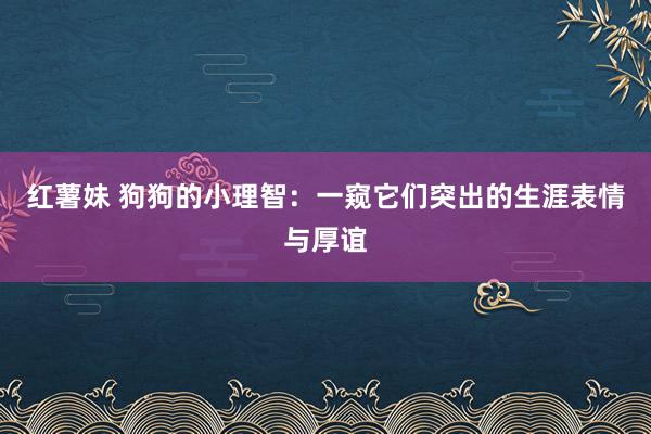 红薯妹 狗狗的小理智：一窥它们突出的生涯表情与厚谊